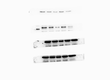 Multimodales In-vivo-Bildgebungssystem für Kleintiere