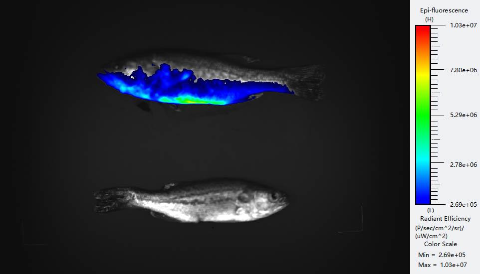 Système d'imagerie multimodal in vivo pour petits animaux